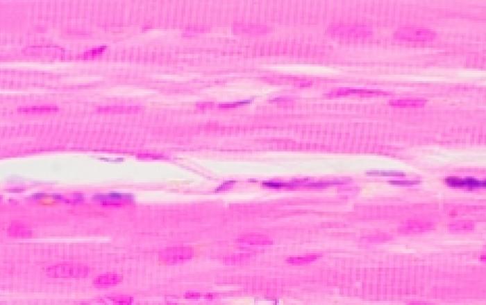 cellule