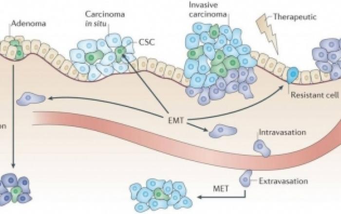 cellule